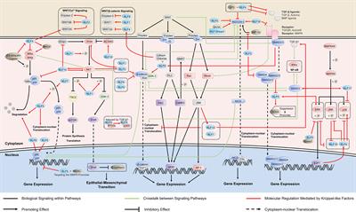 Frontiers | Krüppel-like Factors In Tumors: Key Regulators And ...